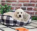 Image preview for Ad Listing. Nickname: Wilson