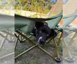 Small #3 Labrador Retriever Mix