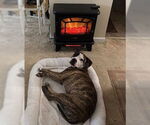 Small #8 American Pit Bull Terrier Mix
