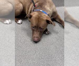 Labrador Retriever-Unknown Mix Dogs for adoption in Las Vegas, NV, USA