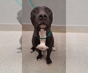 Mutt Dogs for adoption in Las Vegas, NV, USA