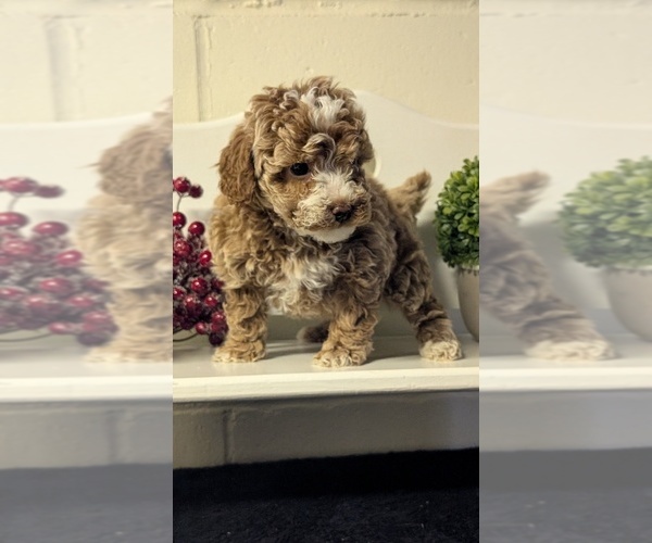 Medium Photo #8 Poodle (Miniature) Puppy For Sale in GOSHEN, IN, USA