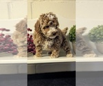 Small #7 Poodle (Miniature)