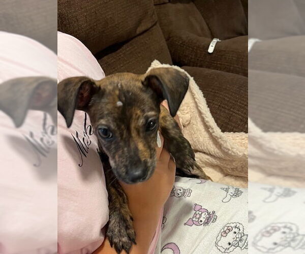 Medium Photo #10 Mutt Puppy For Sale in Brewster, NY, USA