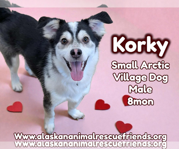 Medium Photo #1 Siberian Husky-Unknown Mix Puppy For Sale in Anchorage, AK, USA