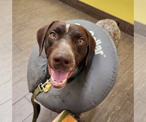 German Shorthaired Pointer Dogs for adoption in Menlo Park, CA, USA