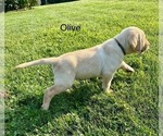 Small Photo #26 Labrador Retriever Puppy For Sale in STANLEY, WI, USA