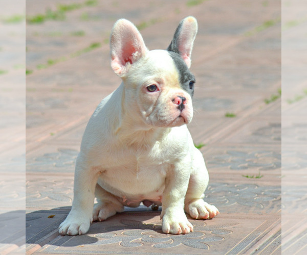 Medium Photo #2 French Bulldog Puppy For Sale in NEEDHAM, MA, USA