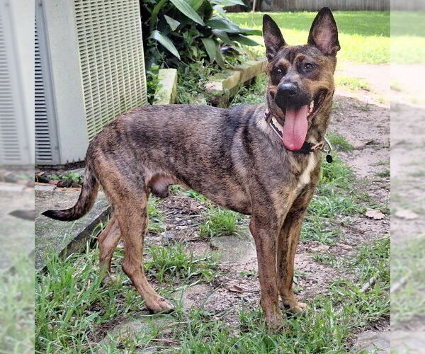 Medium Photo #4 Mutt Puppy For Sale in The Woodlands, TX, USA