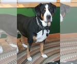 Puppy Puppy 1 Sky Greater Swiss Mountain Dog