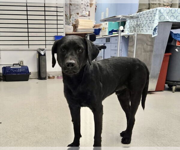 Medium Photo #2 Labrador Retriever-Unknown Mix Puppy For Sale in Los Angeles, CA, USA
