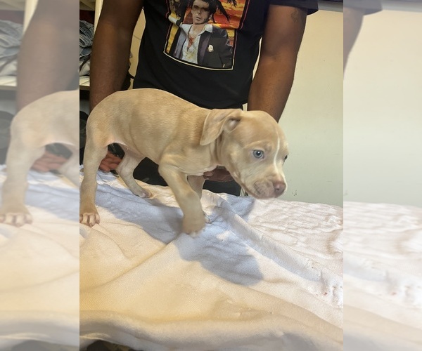 Medium Photo #5 American Bully Puppy For Sale in DUNDALK, MD, USA