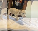 Small #4 American Bully