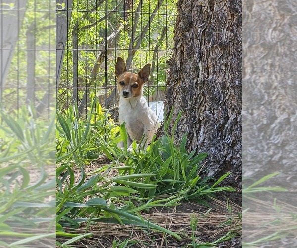 Medium Photo #1 Chiranian Puppy For Sale in RENO, NV, USA