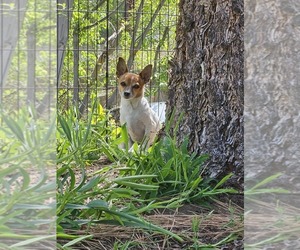 Mother of the Chiranian puppies born on 07/31/2026