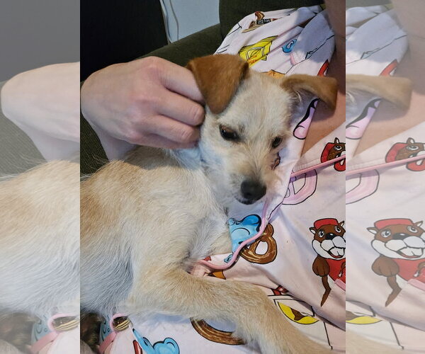 Medium Photo #3 Jack Russell Terrier-Unknown Mix Puppy For Sale in Fort Wayne, IN, USA