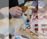 Small #2 Jack Russell Terrier Mix