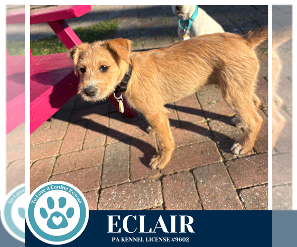 Medium Photo #2 Labrador Retriever-Unknown Mix Puppy For Sale in Kimberton, PA, USA