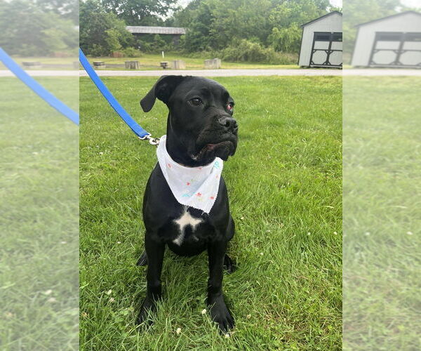 Medium Photo #10 Mutt Puppy For Sale in Candler, NC, USA