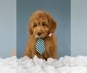 Goldendoodle (Miniature) Puppy for sale in KISSIMMEE, FL, USA