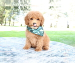 Small Photo #2 Poodle (Toy) Puppy For Sale in BOSWELL, IN, USA