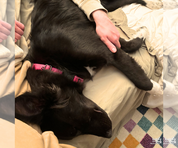 Medium Photo #7 Border Collie-Unknown Mix Puppy For Sale in Washington, DC, USA