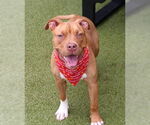 Small #2 American Pit Bull Terrier Mix