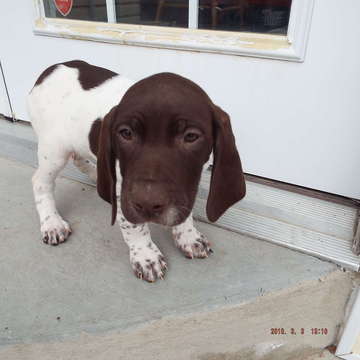 Medium Photo #1 German Shorthaired Pointer Puppy For Sale in WEST JORDAN, UT, USA