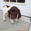 Small Photo #1 German Shorthaired Pointer Puppy For Sale in WEST JORDAN, UT, USA