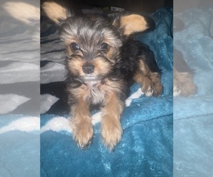 Medium Yorkshire Terrier