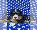 Small Photo #6 Bernese Mountain Dog Puppy For Sale in DELTA, PA, USA