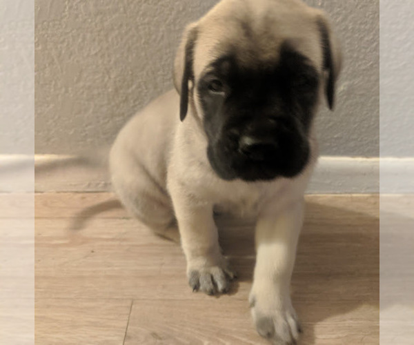 Medium Photo #2 Mastiff Puppy For Sale in TONOPAH, AZ, USA