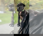 Small #12 Cane Corso