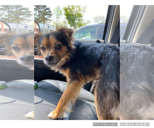 Medium Photo #4 Chihuahua-Unknown Mix Puppy For Sale in Holly Springs, NC, USA