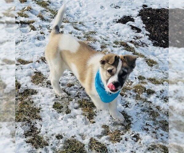 Medium Photo #3 Siberian Husky Puppy For Sale in Fort Wayne, IN, USA