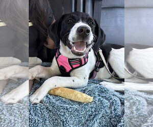 Mutt Dogs for adoption in Sanford, FL, USA