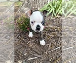 Small #4 Boston Terrier
