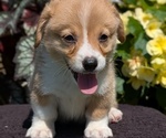 Small Photo #41 Pembroke Welsh Corgi Puppy For Sale in GOSHEN, IN, USA