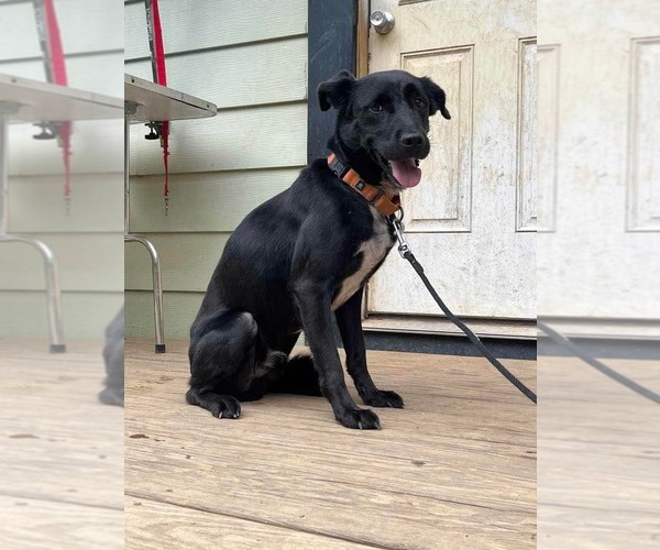 Medium Photo #4 Labrador Retriever-Unknown Mix Puppy For Sale in Greensboro, NC, USA