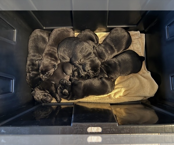 Medium Photo #2 Labrador Retriever Puppy For Sale in REDDING, CA, USA