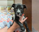 Small #3 Mutt