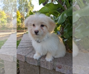 Pom-A-Poo Puppy for sale in TEMECULA, CA, USA