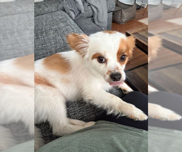 Medium Photo #8 Chihuahua-Unknown Mix Puppy For Sale in Plainfield, IL, USA
