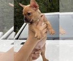 Small Photo #11 French Bulldog Puppy For Sale in JACKSONVILLE, FL, USA