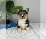 Small #2 Pembroke Welsh Corgi