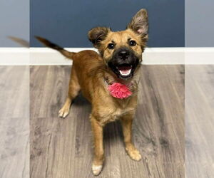 Border Collie-Golden Retriever Mix Dogs for adoption in Lakewood, CO, USA