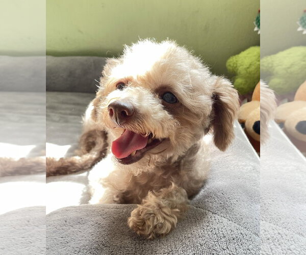 Medium Photo #1 Poodle (Miniature) Puppy For Sale in Valrico, FL, USA