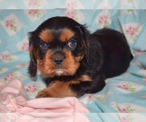 Cavalier King Charles Spaniel Puppy for sale in PLEASANTON, KS, USA