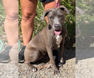 Snazzy - Female Mutt Dog for Adoption - Photo #3