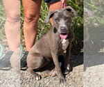 Small Photo #3 Mutt Puppy For Sale in Wenonah, NJ, USA